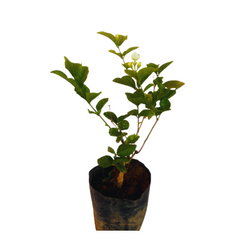buy online flowering plant, jasmine flowering plant, best arabian jasmine plant online, order now jasmine plant online, fresh flowering plant online