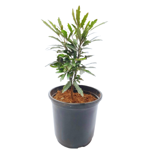 araliablack plant, best interior plants, buy online plants in delhi, noida nursery