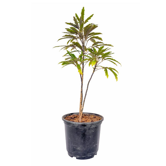 Aralia Black Plant with Pot