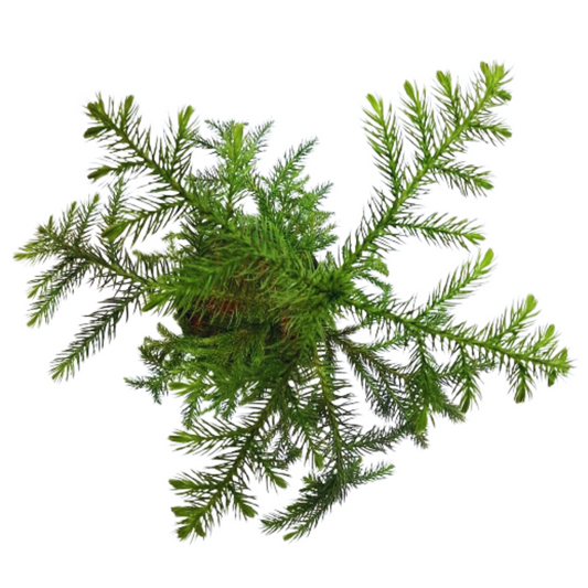 Araucaria Plant - Living Christmas Tree