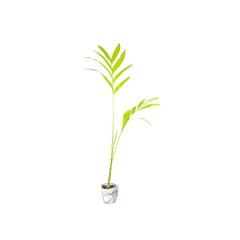 Buy online areca nut plant on sale