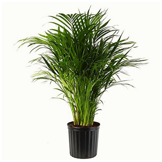 Lucky Feng Shui Plants Combo - Areca palm, Jade, Peace Lily, Lucky Bamboo Plant