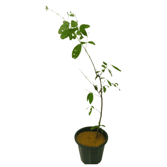 Terminalia Arjuna / Arjun Plant