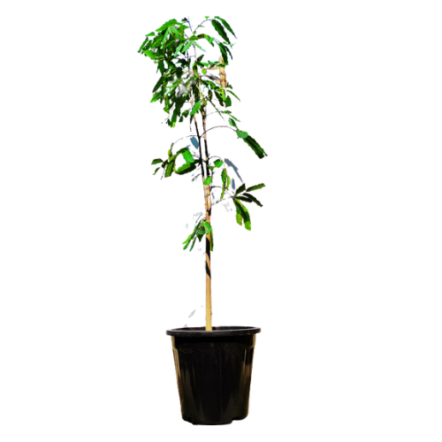 ashoka plant, buy now ashoka plant, best affordable ashoka plant, new ashoka plant on sale
