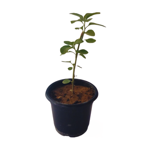Best ashwagandha plant near you, buy online plants,  online plants 