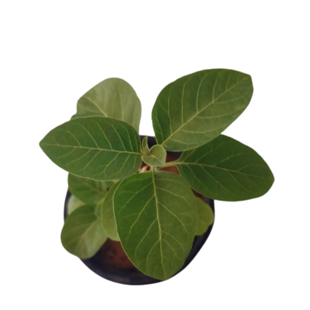 buy online ashwagandha plant today, best indoor plant online, new medicinial plant