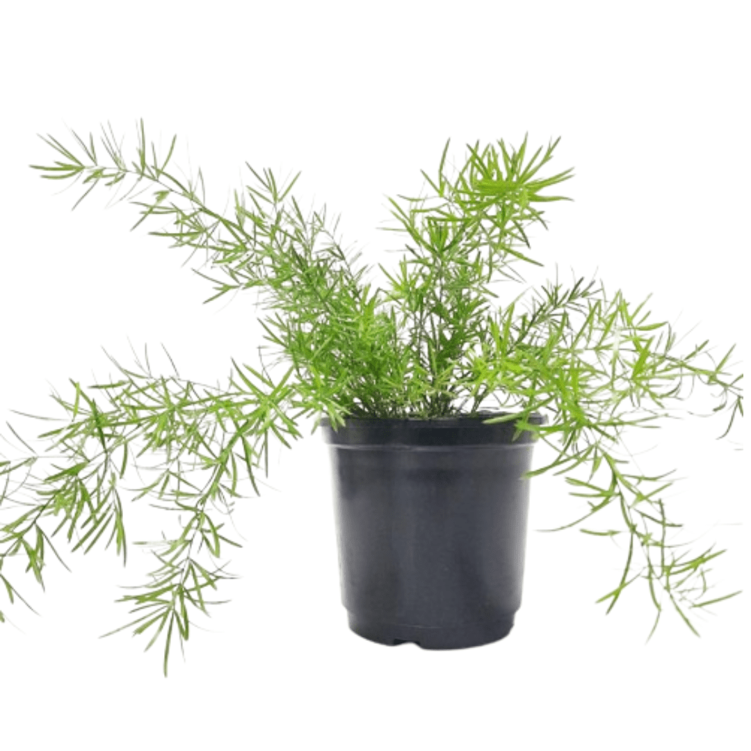 Buy Online Asparagus Plant with Pot at Lowest Price ManBhawan Nursery