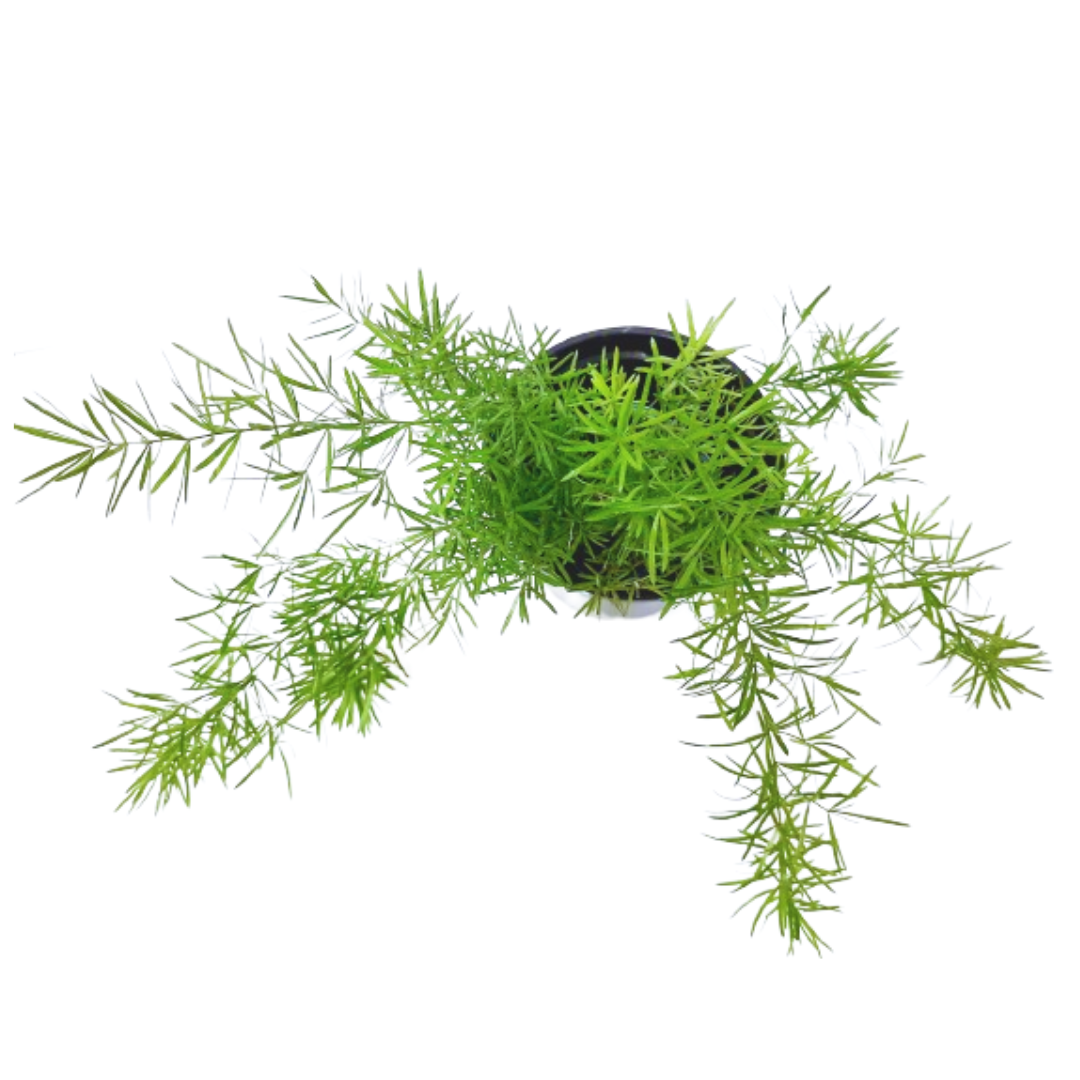 Asparagus Plants for home, best indoor plants for home, fresh live indoor plants