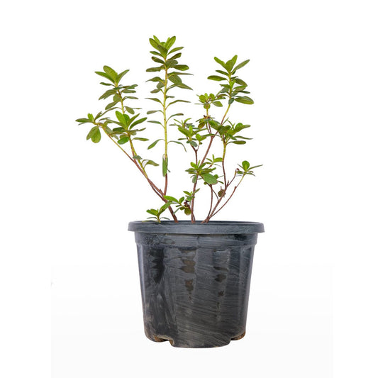 Ajalia Plant (Azalea Flower Plant)