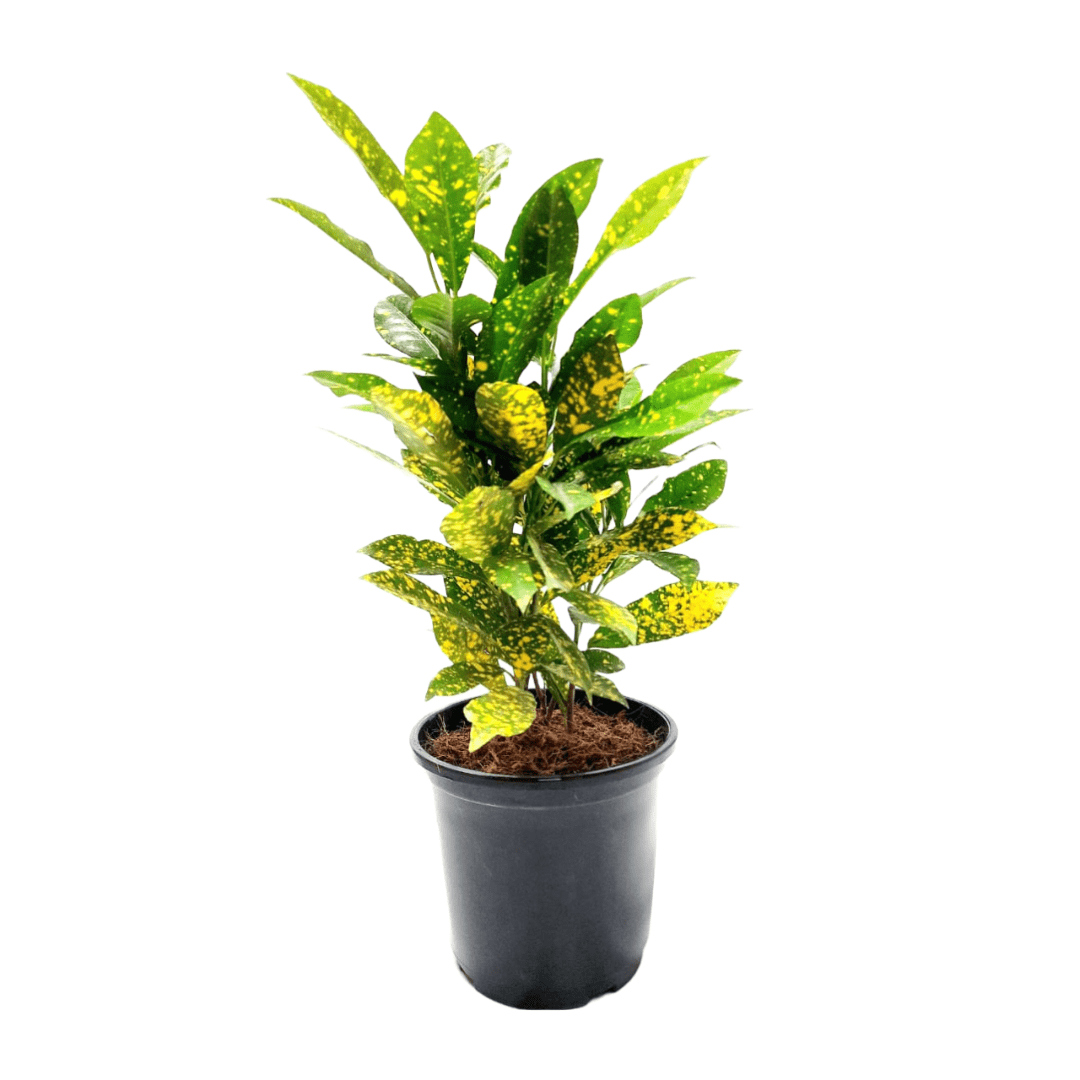 buy online baby croton plant, baby croton plant on sale, new best codiaeum variegatum plant on sale, best indoor plants near me, buy online air-purifying plant on sale, best live plants near me