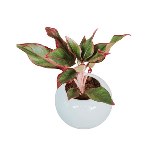 Ball Shaped Ceramic Pot - 6 Inch