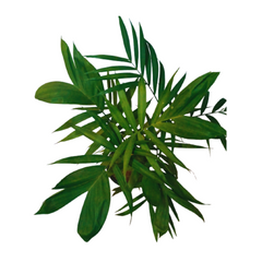 online best air purifying plant, shop for best plants, buy online bamboo sepotia palm plant, fresh bamboo plant on sale