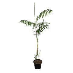 Bamboo/ Sepotia Palm