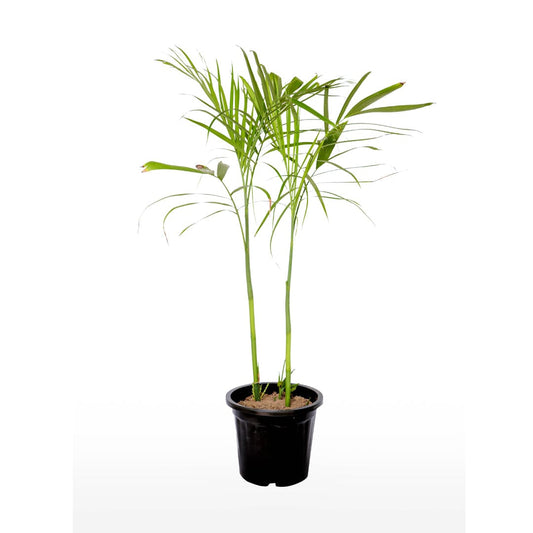 Bamboo/ Sepotia Palm with Pot