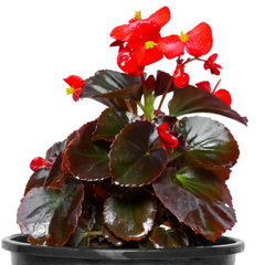 buy live begonia plant free, new online begonia flowering plant, fresh live plant on sale