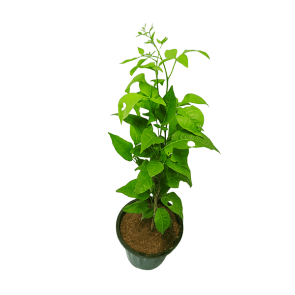 bilva plant in pot Buy Bel Patra Plant Online