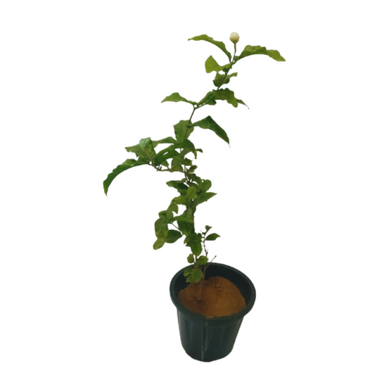 bela creeper plant online, shop for the best outdoor plant, nursery in delhi/ncr