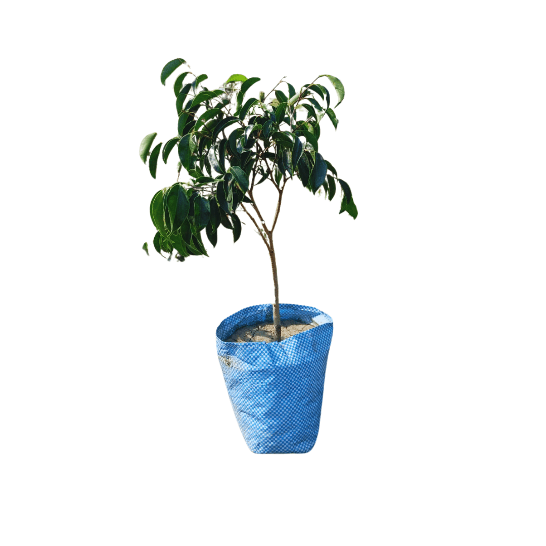 Buy Benjamina Ficus Online | Manbhawan Nursery