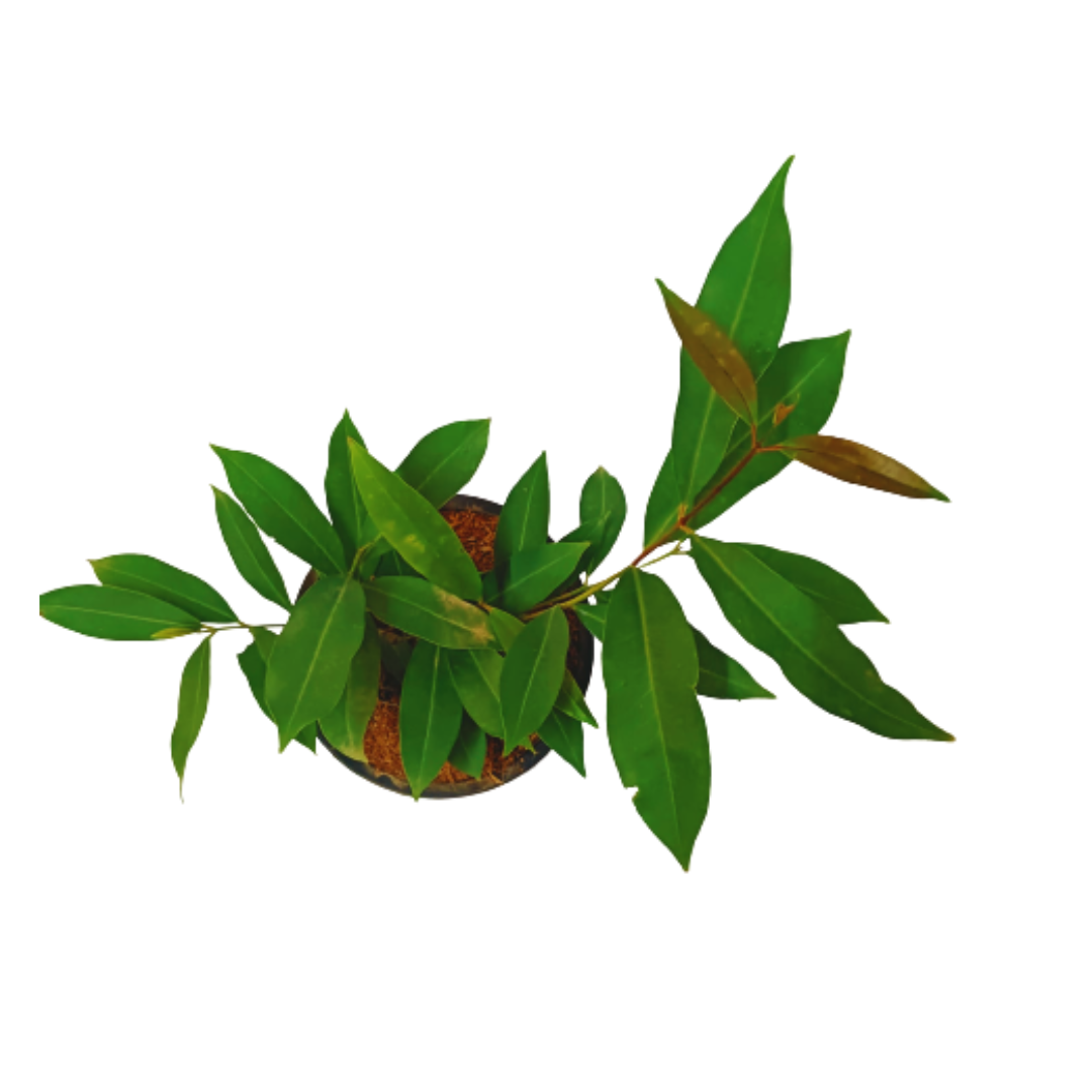 black jamun plant for sale, fresh black plum plant online, best outdoor plant, outdoor plants under 99