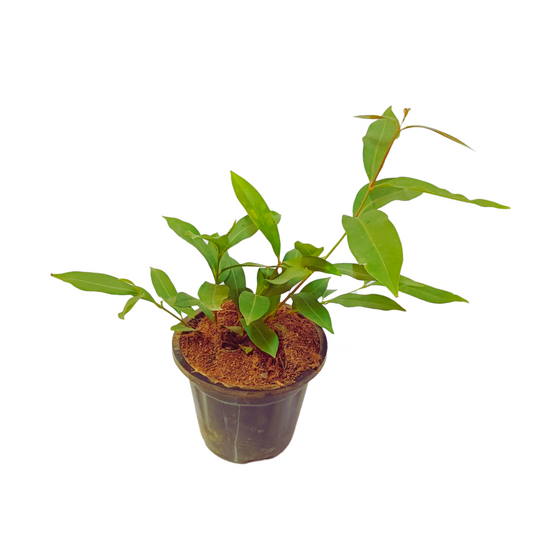 buy online black plum plant, fresh black jamun plant, shop for best jamun plant online, buy now medicinal plant online, best plant under 99