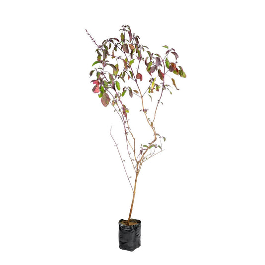 Krishna Tulsi plant with vibrant green leaves and purple stems, Close-up of sacred Krishna Tulsi leaves, known for medicinal properties, Healthy Krishna Tulsi plant with aromatic, dark green foliage