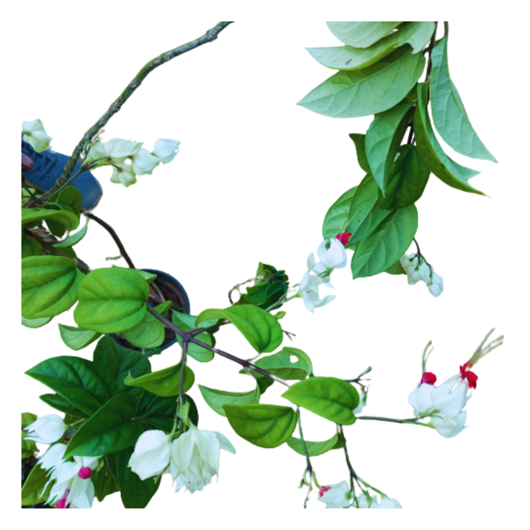 new live creeper plants, buy now medicinal plants on sale, shop for affordable plants