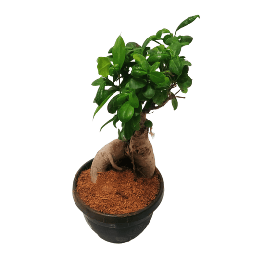 buy online ficus genseng plant online, shop for best bonsai plants in noida, best bonsail genseng plants, premium bonsai plant on sale