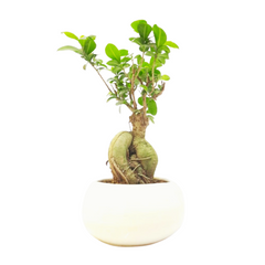 bonsai ficus genseng plant in ceramic pot combo, new bonsai plat combo, best plant nursery near me, super bonsai combo plant with ceramic pot