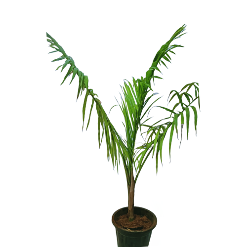 online bottle palm plant, shop for best outdoor plant, online outdoor plant for garden, plants under200, live online plants under 300
