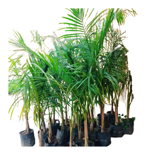 bottle palm plant for sale, new live bottle palm plant on sale, shop for best outdoor plant