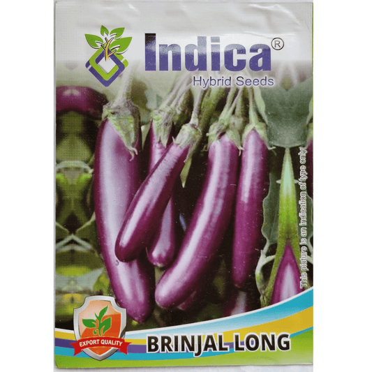 buy online best brinjal long seeds at ManBhawan Nursery