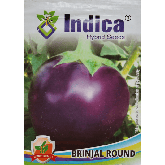 shop best round brinjal seeds online