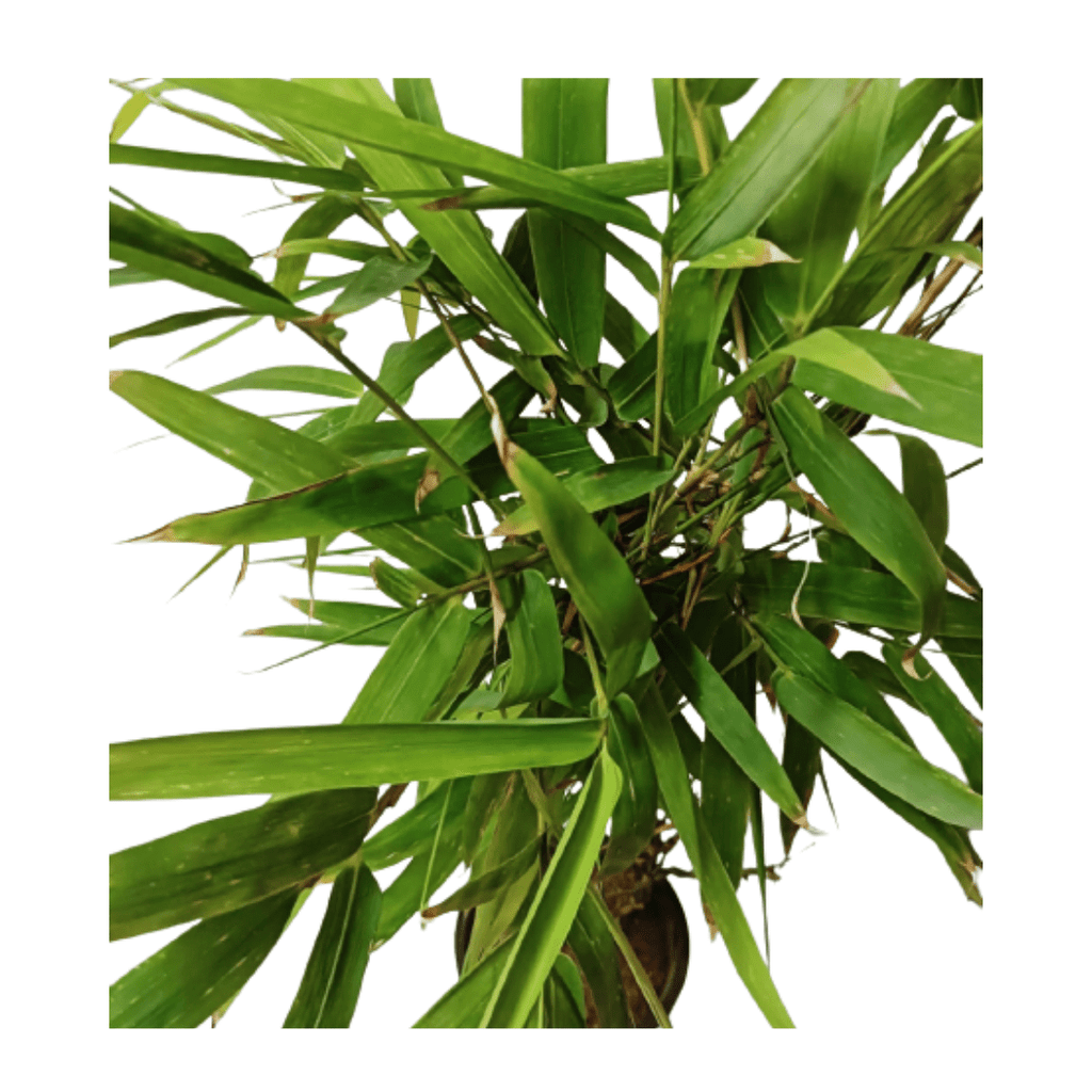 Buddha Bamboo Plant – ManBhawan Nursery