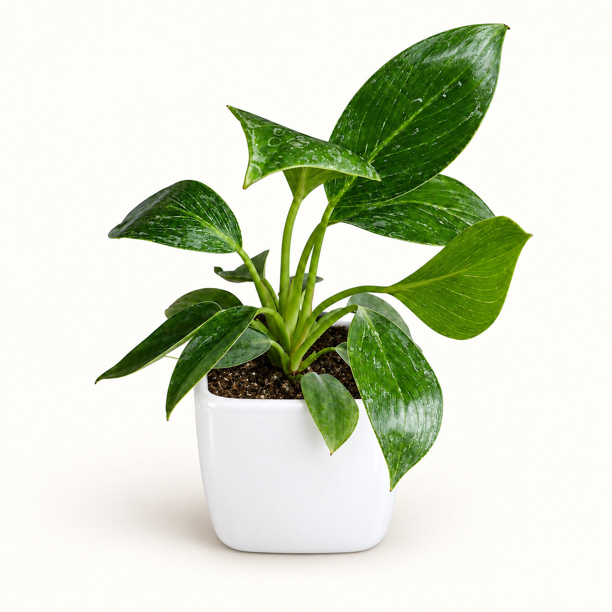 Philodendron Birkin in white square top ceramic pot
