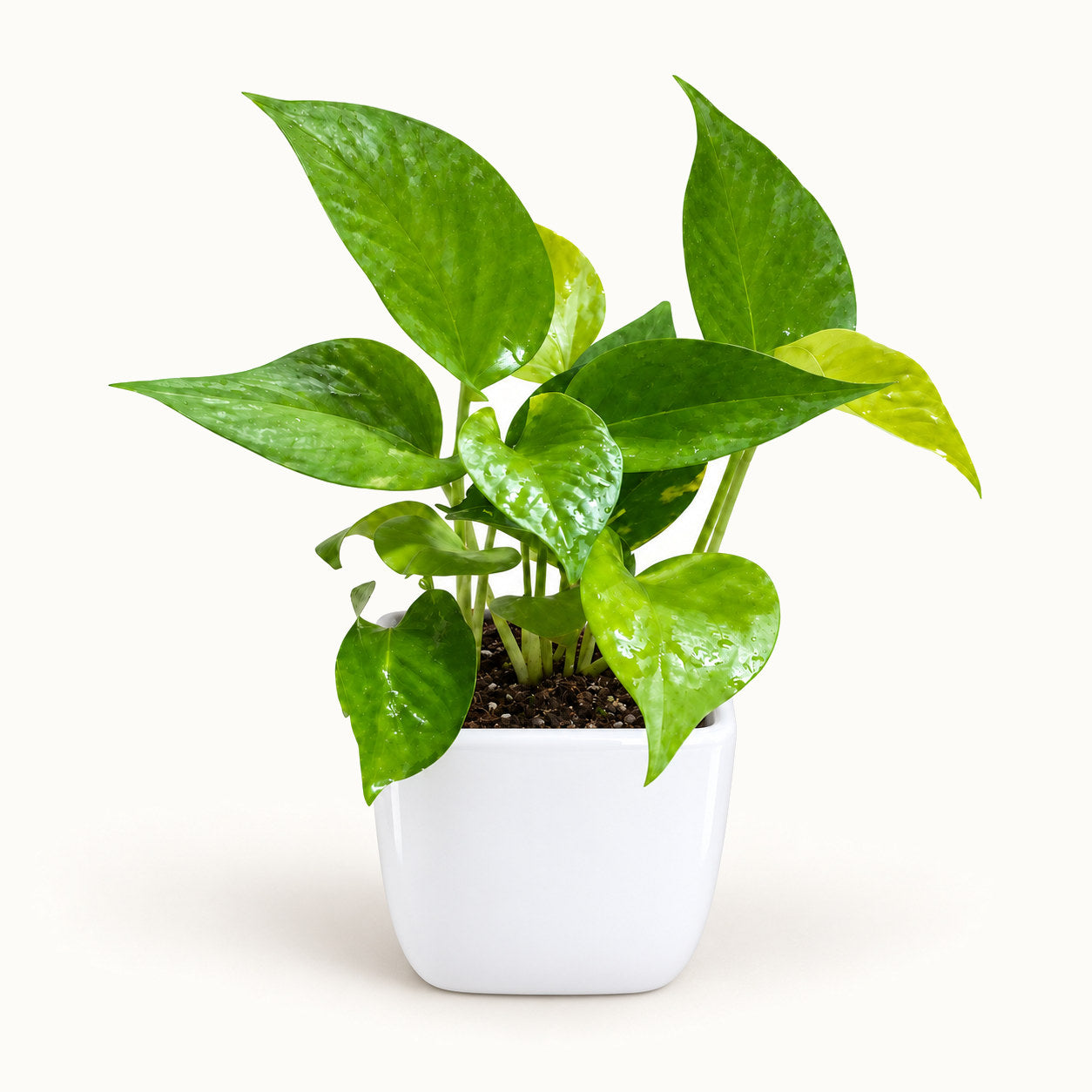 Green Money Plant in white square top ceramic pot