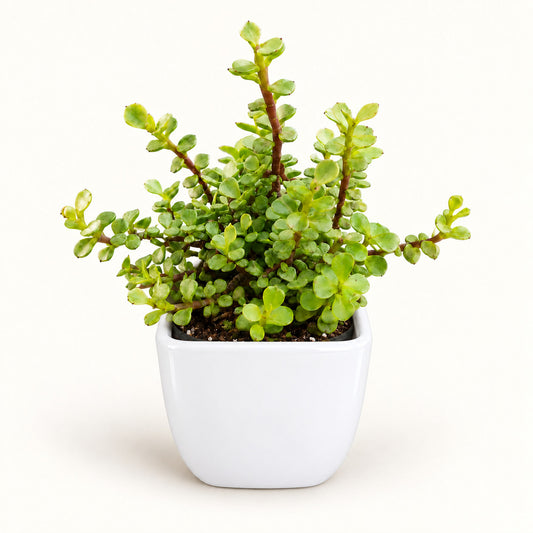 Jade Plant in white square top ceramic pot