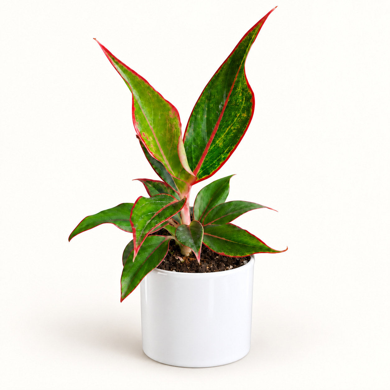 Aglaonema Lipstick in white pipe ceramic pot