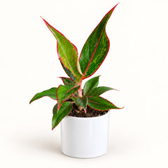 Aglaonema Lipstick in white pipe ceramic pot