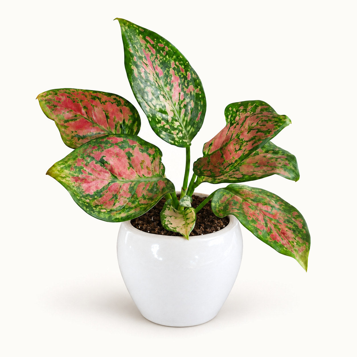 Aglaonema Valentine in white apple shape ceramic pot