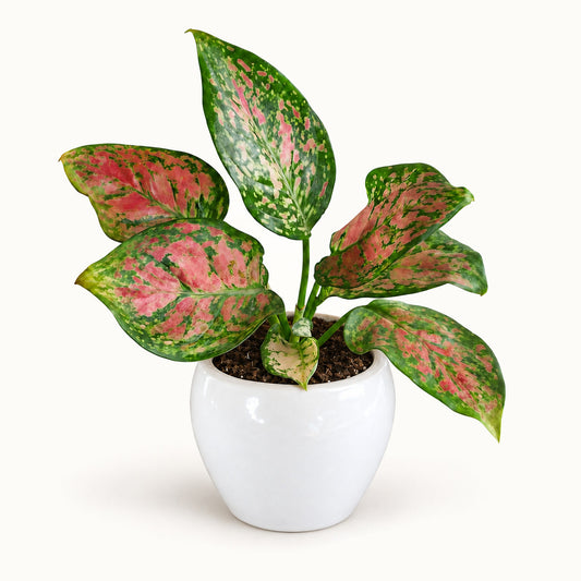 Aglaonema Valentine in white apple shape ceramic pot