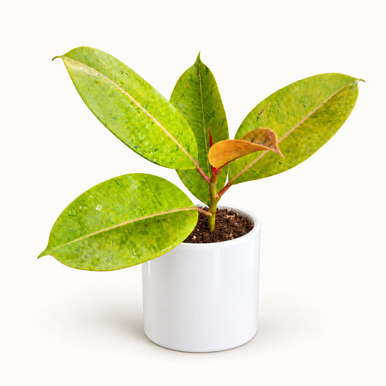 Variegated Rubber Plant in white pipe ceramic pot