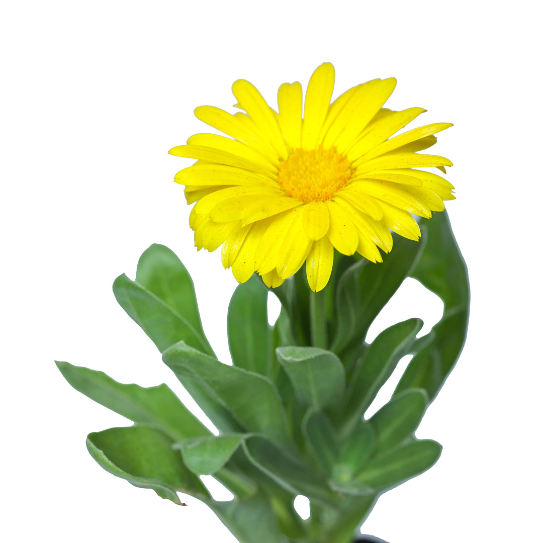Premium Calendula variety for garden charm, Cultivate natural radiance with Calendula flowers