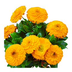 Explore vibrant beauty with Calendula blooms, Effortless floral charm in our Calendula Plant