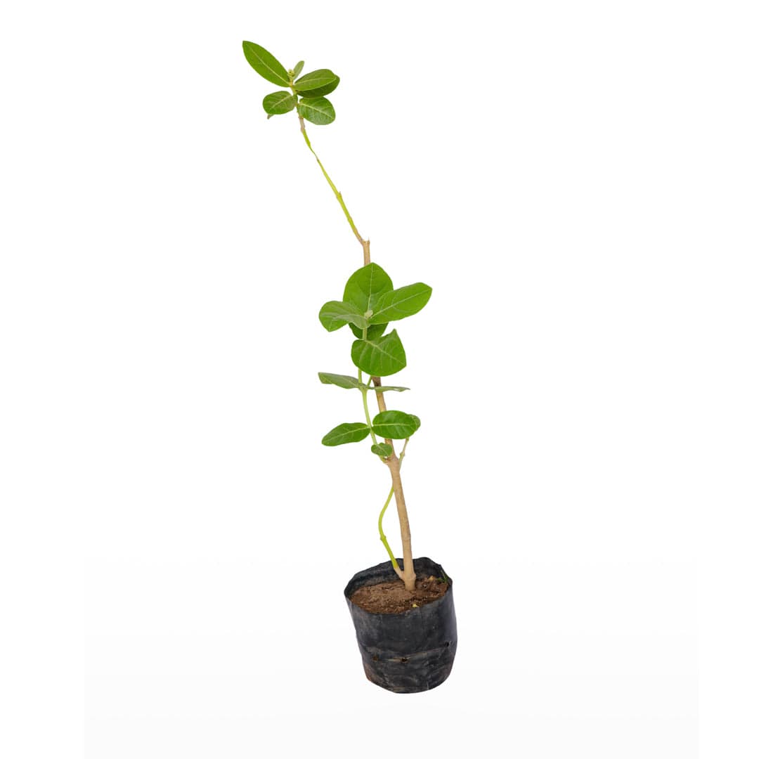 Buy White Aak / Arka / Rui / Aakde / Mandar (Calotropis Gigantea) Plant ...