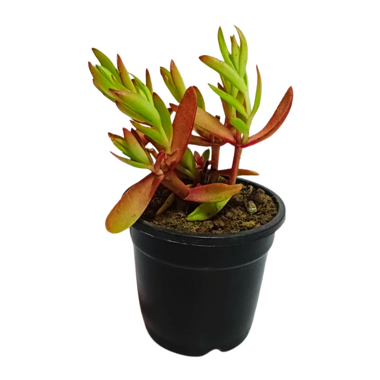 Campfire Crassula (Crassula Capitella) succulent with fiery red leaves, adding warmth and charm to your garden