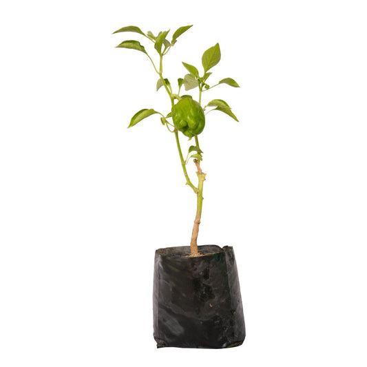Capsicum / Shimla Mirch Plant