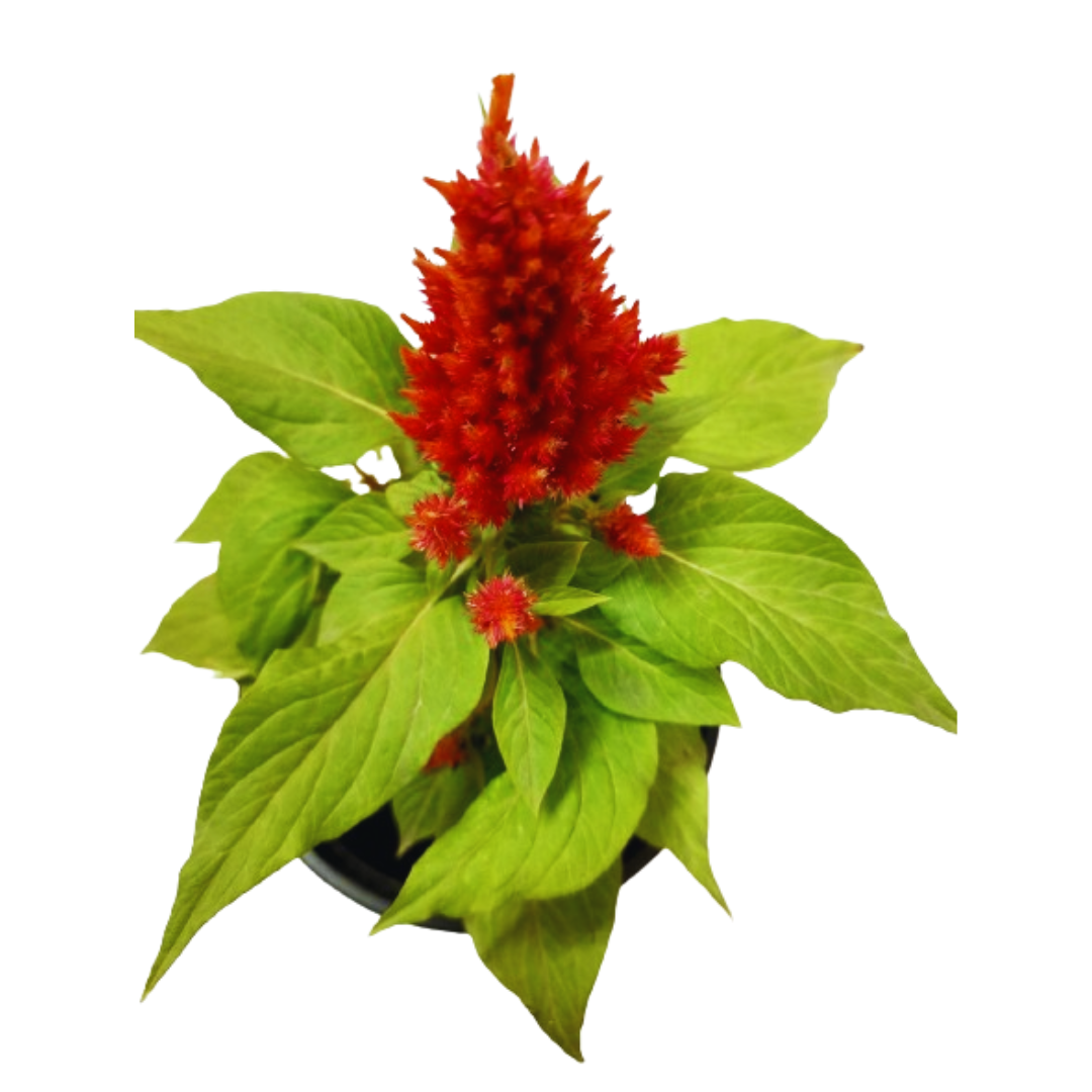 buy online celosia plant, new celosia plant for sale, fresh flower plant on sale, live flowering plant on sale in ghaziabad
