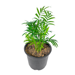 Online purchase for quality Chamaedorea Elegans, Transform your space with lush greenery, order Chamaedorea online