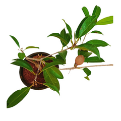 Effortless online purchase for a sweet and delicious fruit-bearing plant, Experience the delight of Chiku Fruit/Sapodilla, buy online now, Transform your garden with the goodness of Chiku, available for online order