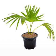 Livistona Chinensis / China Fan Palm